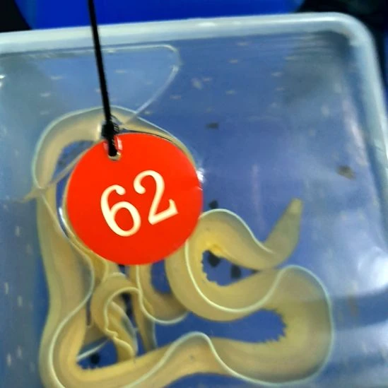 海水鱼幽灵鳗2-12-62