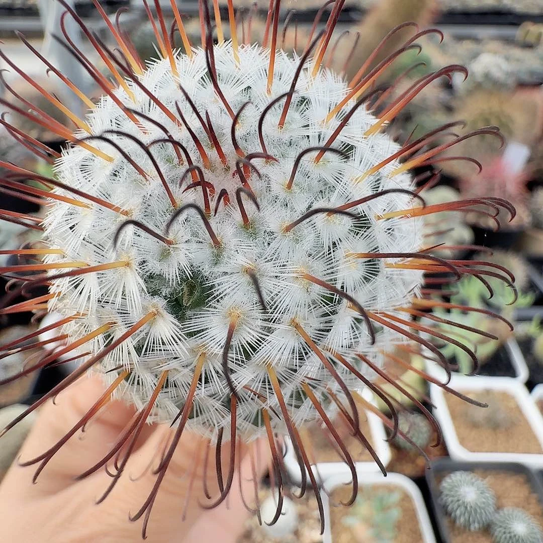 实生曲刺佩雷脱土发货