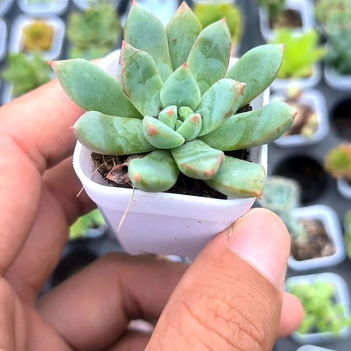 血滴子，满5元包邮