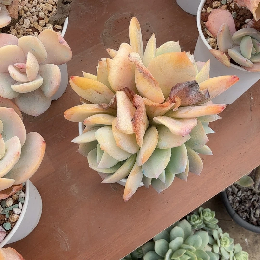 汪***汪白凤多肉植物一颗