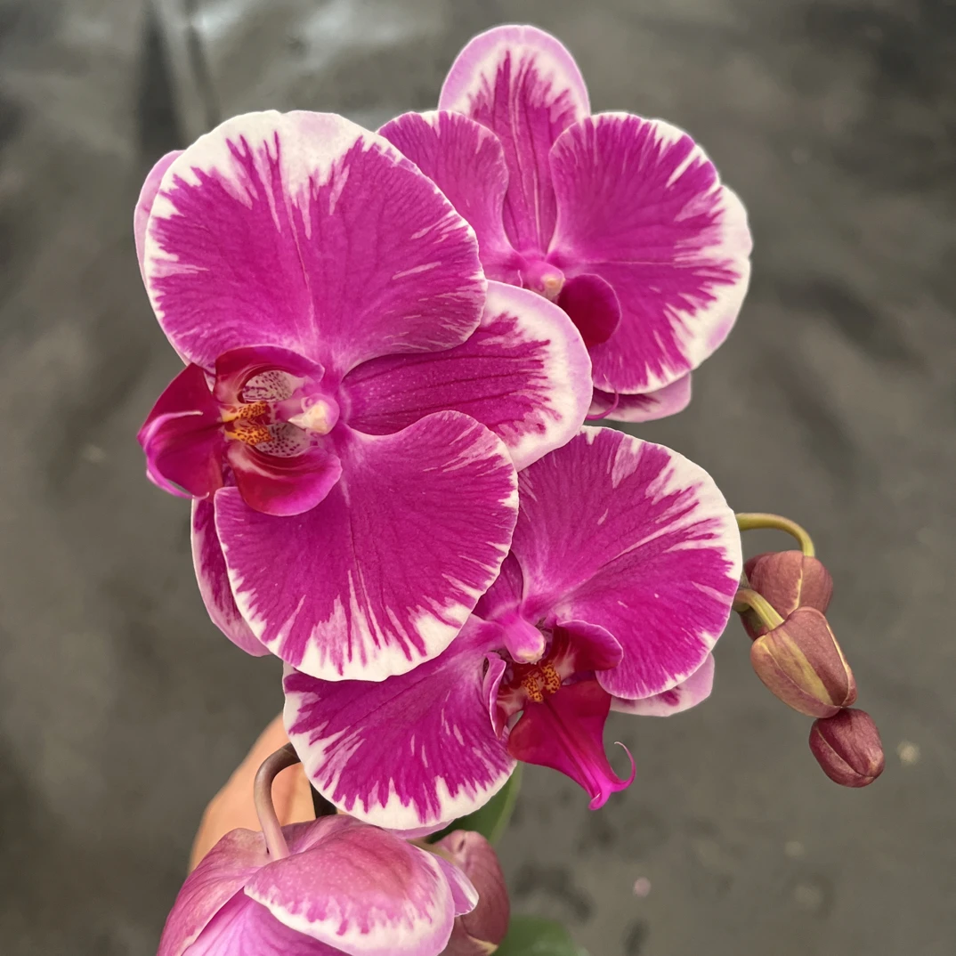 鲜花《宾友之光》蝴蝶兰云南源头基地直发