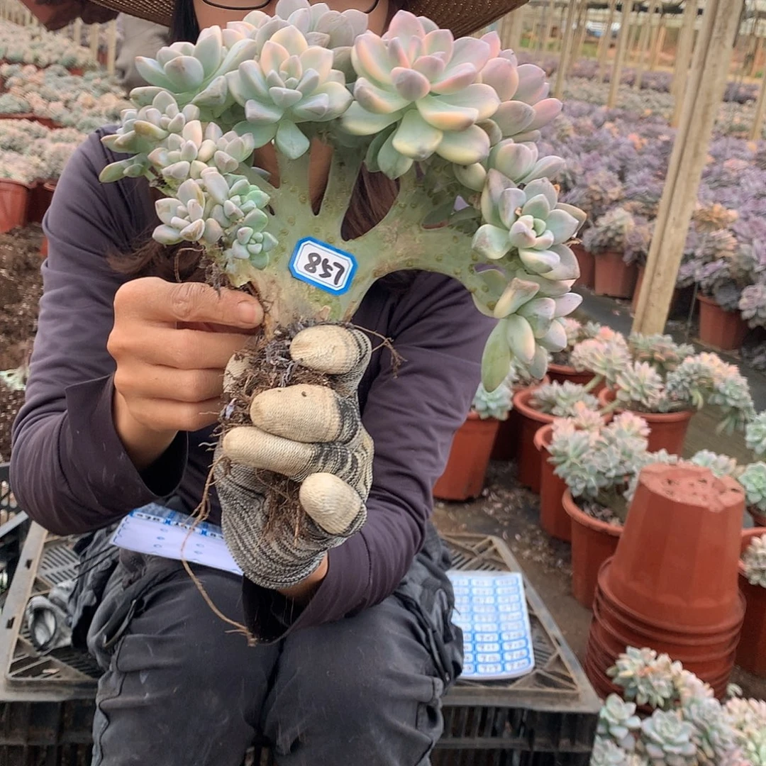 857 淡雪锦缀化 一物一拍