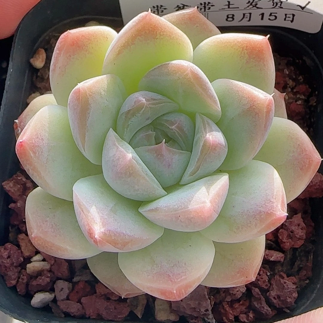 多肉0815-99白桃汽水