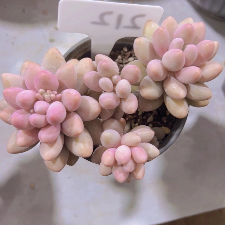 健健康康平平安安