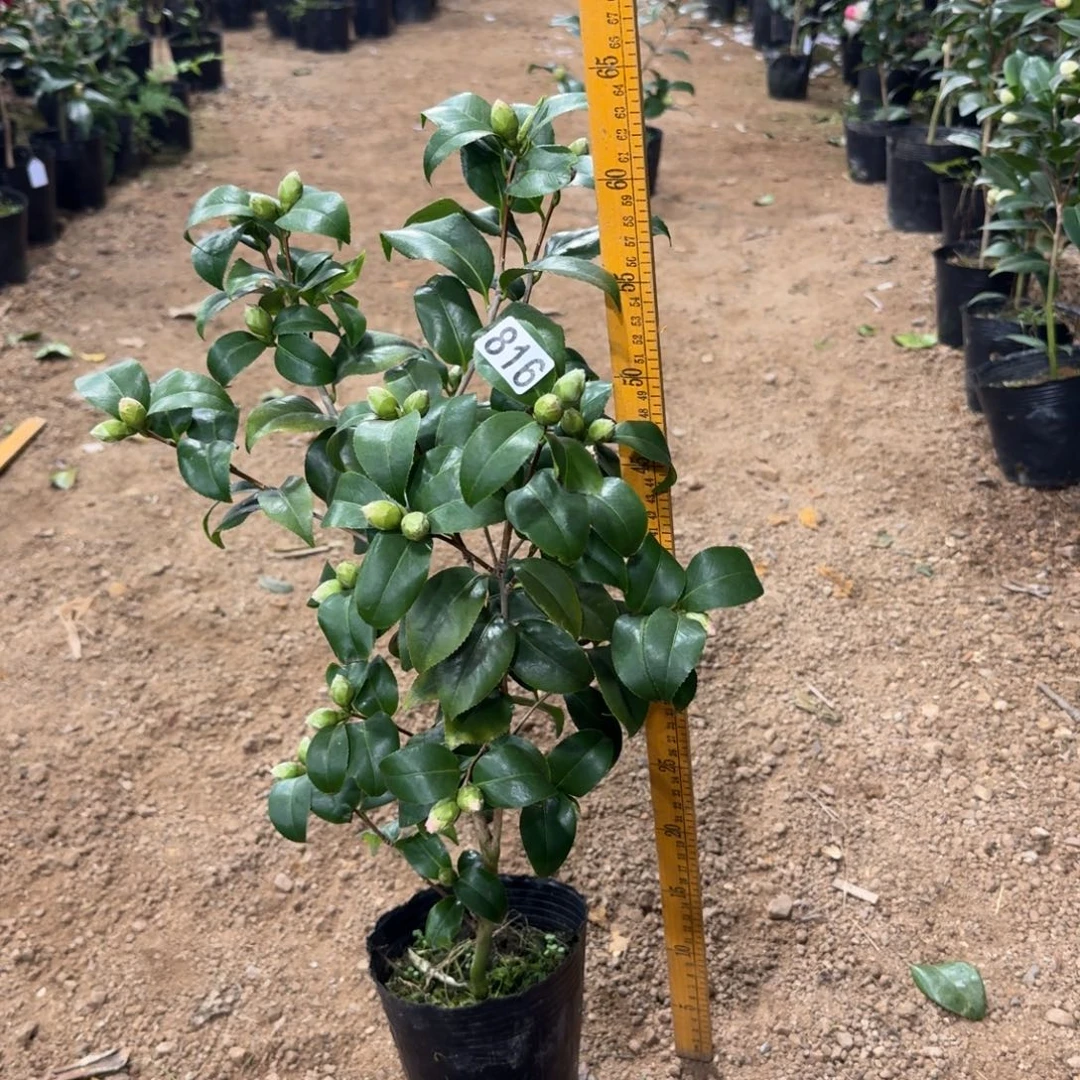 少量花朵（建议范围：2朵-5朵 或40%以下）816