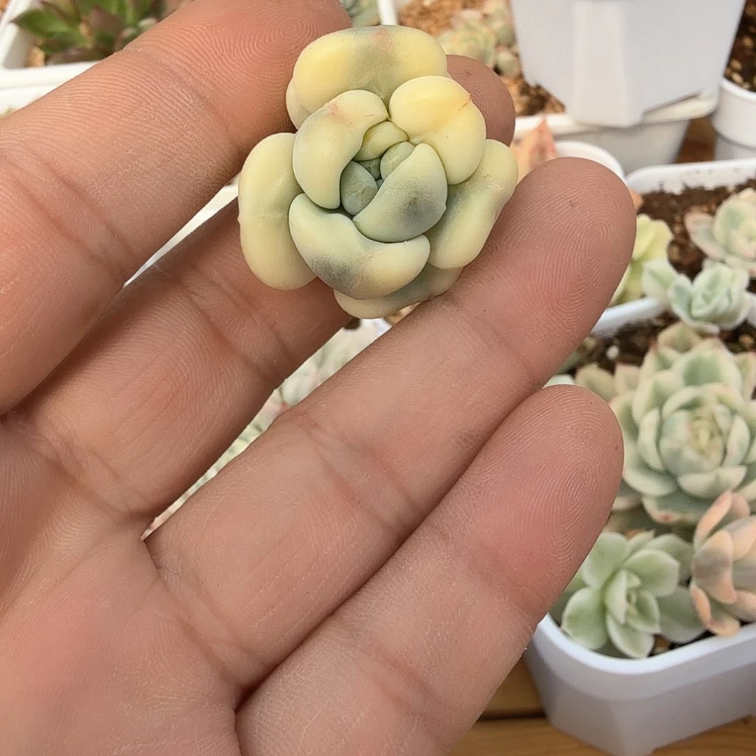 M****7旺酥锦多肉锦多肉