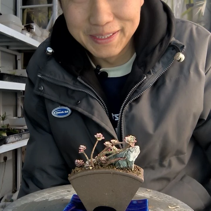 y****4小盆景小植物一物一拍419