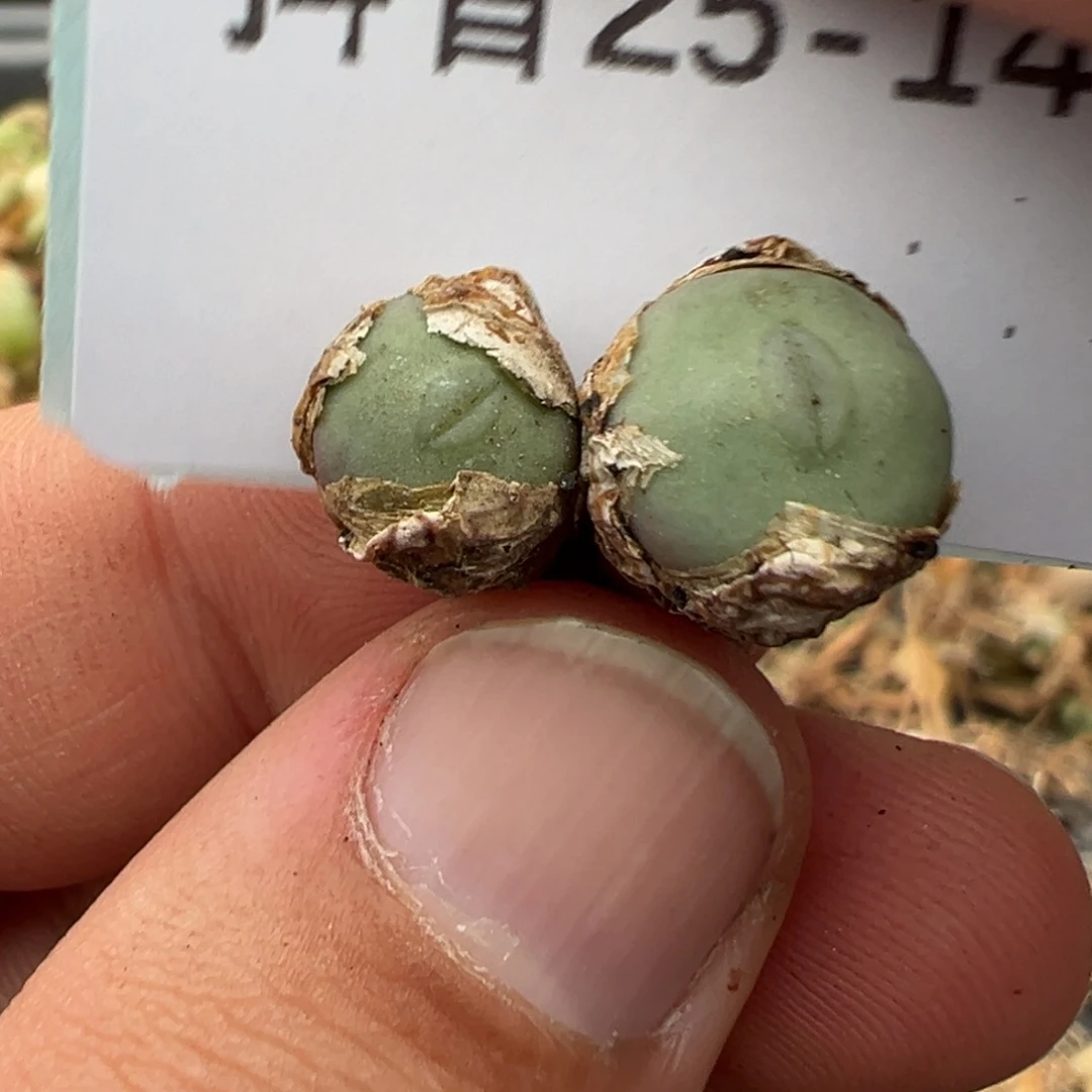 25-141肉锥多肉植物大战