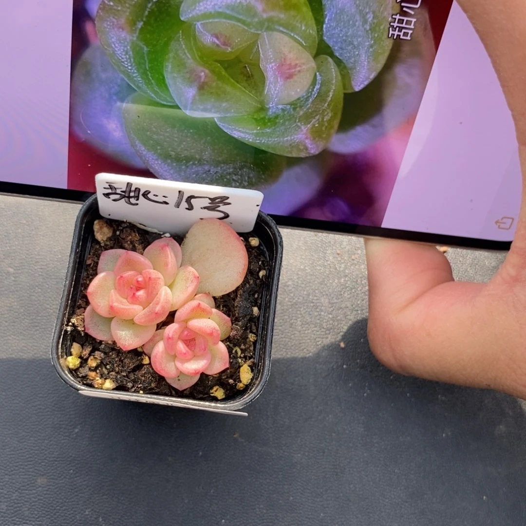 标签510甜心15号一个多肉