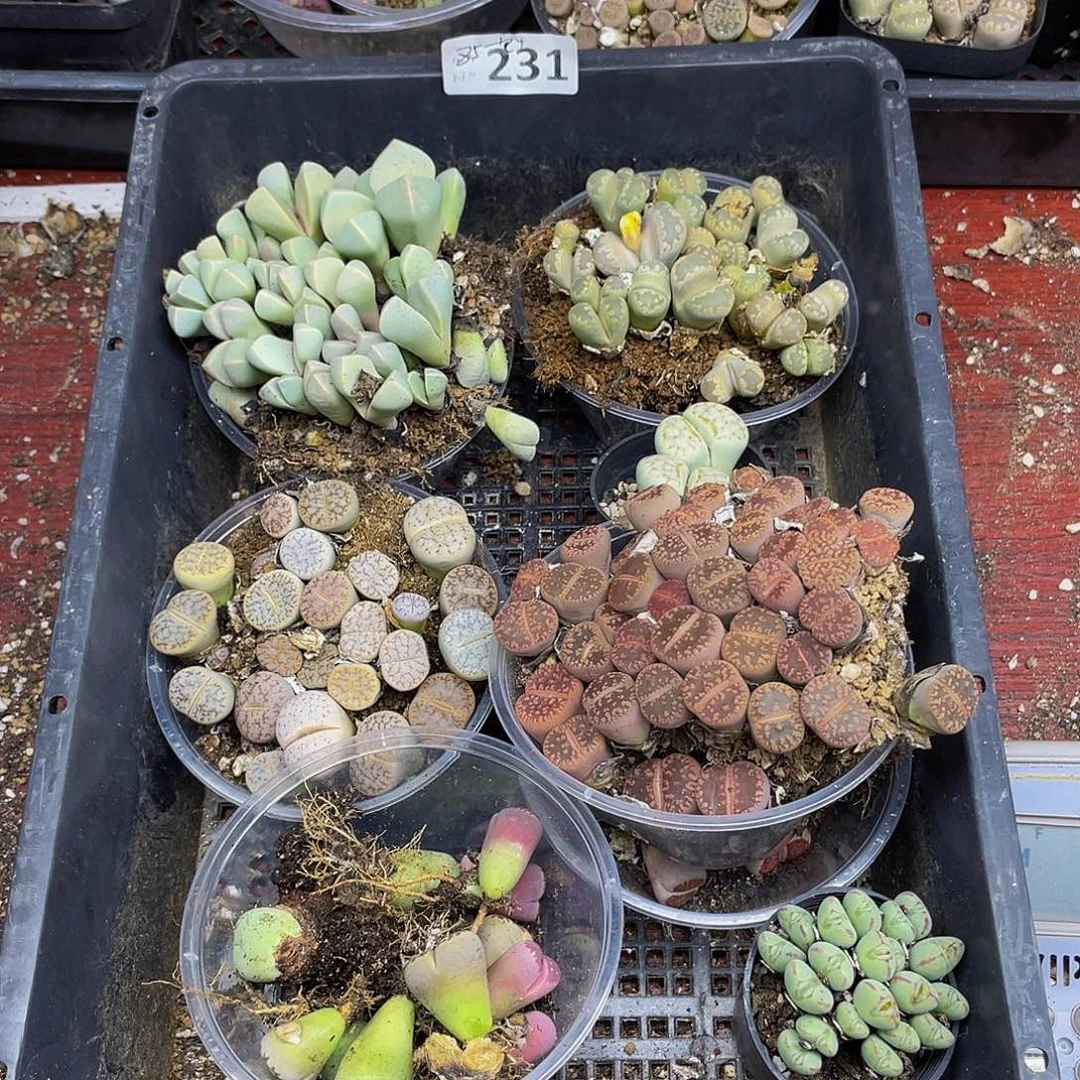 231000000花花花花花花鼓励