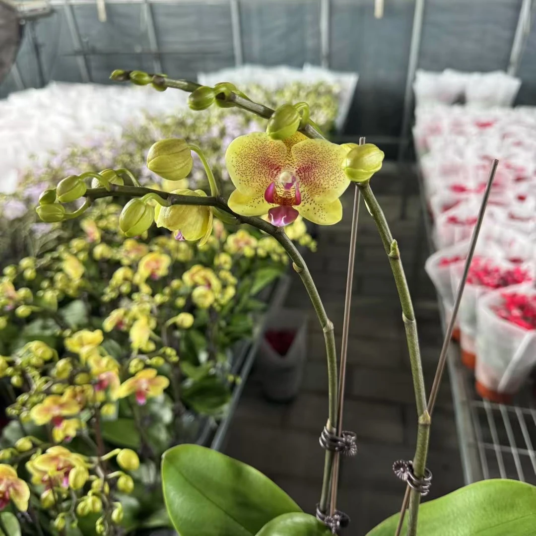 【胖胖】（2338）蝴蝶兰双花剑带花带花苞