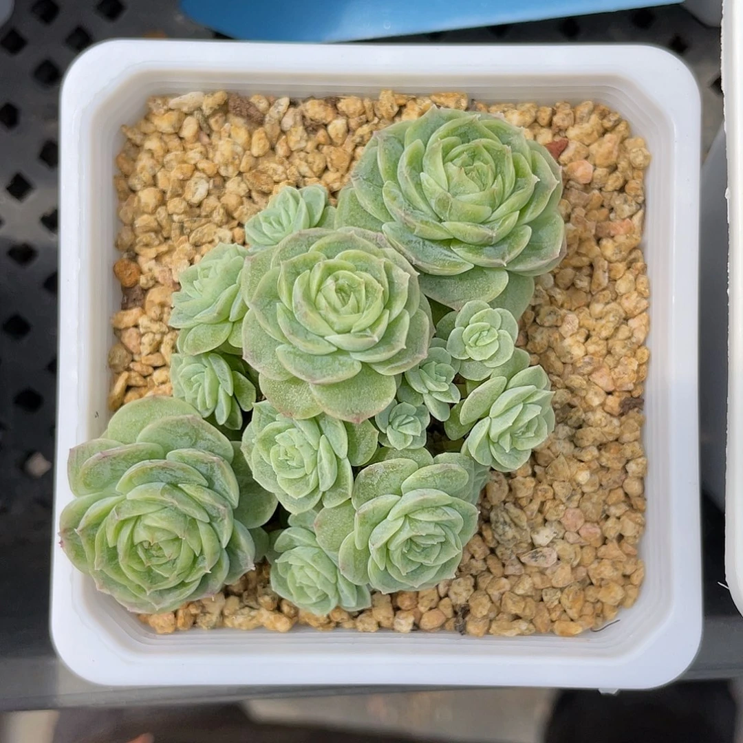 优选荧光青鸾257