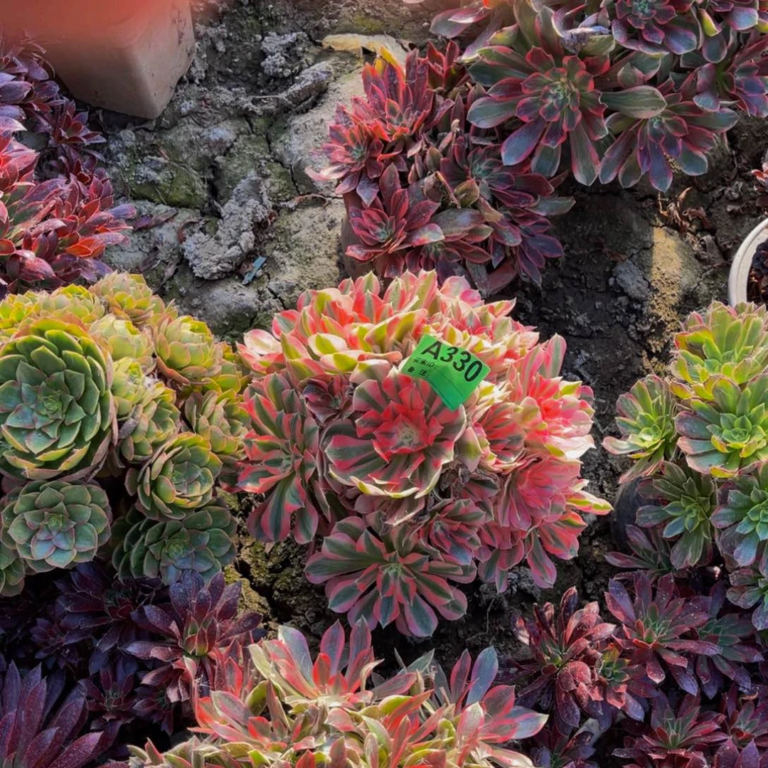 粉女巫25公分5-56