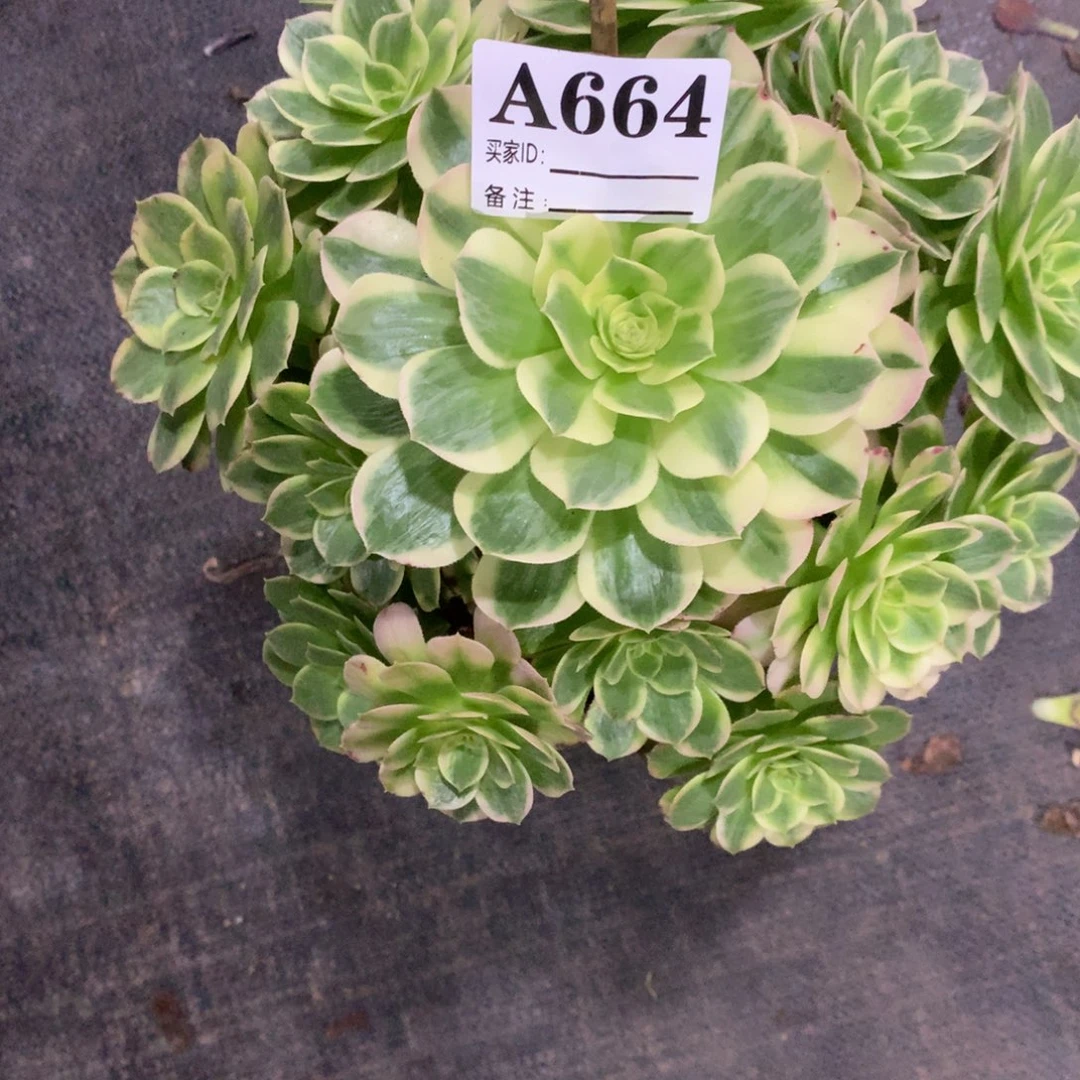 海鲜664法师多肉植物3800000