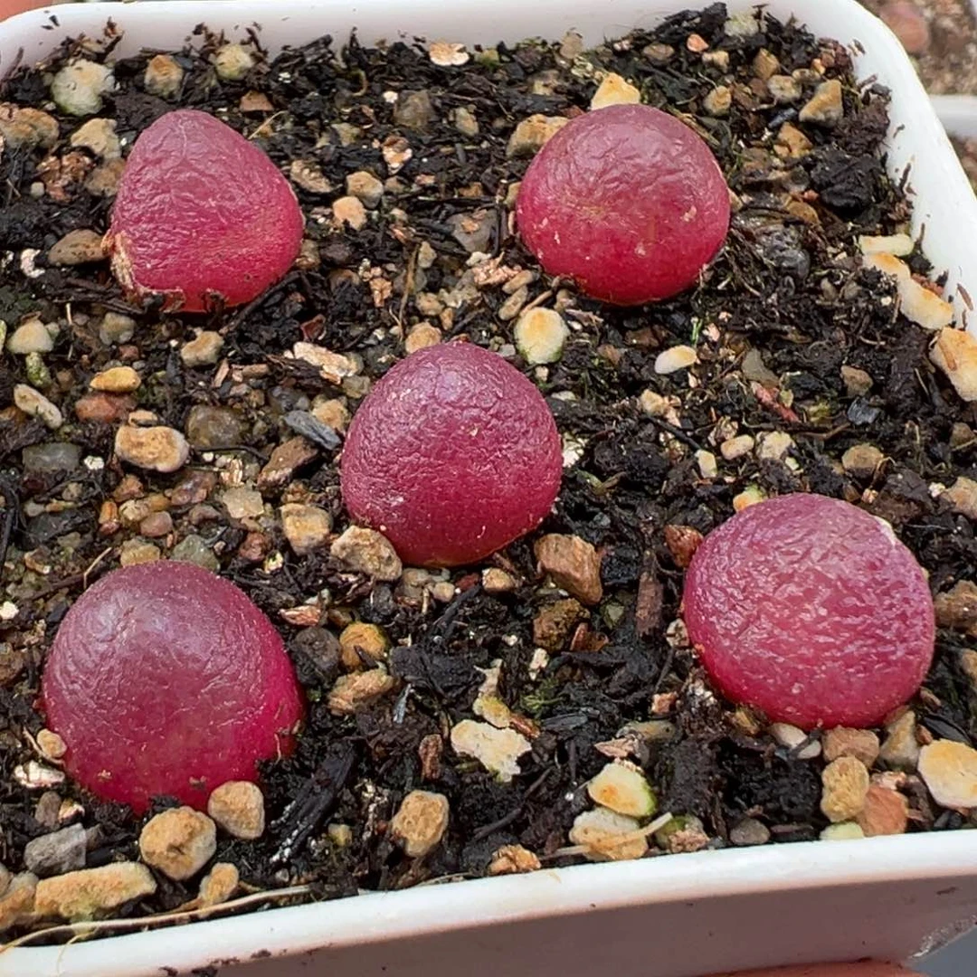 1.26好看的多肉723