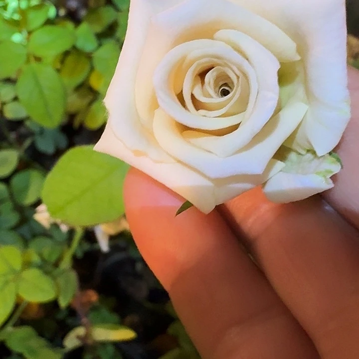 无花朵记忆轨道小苗