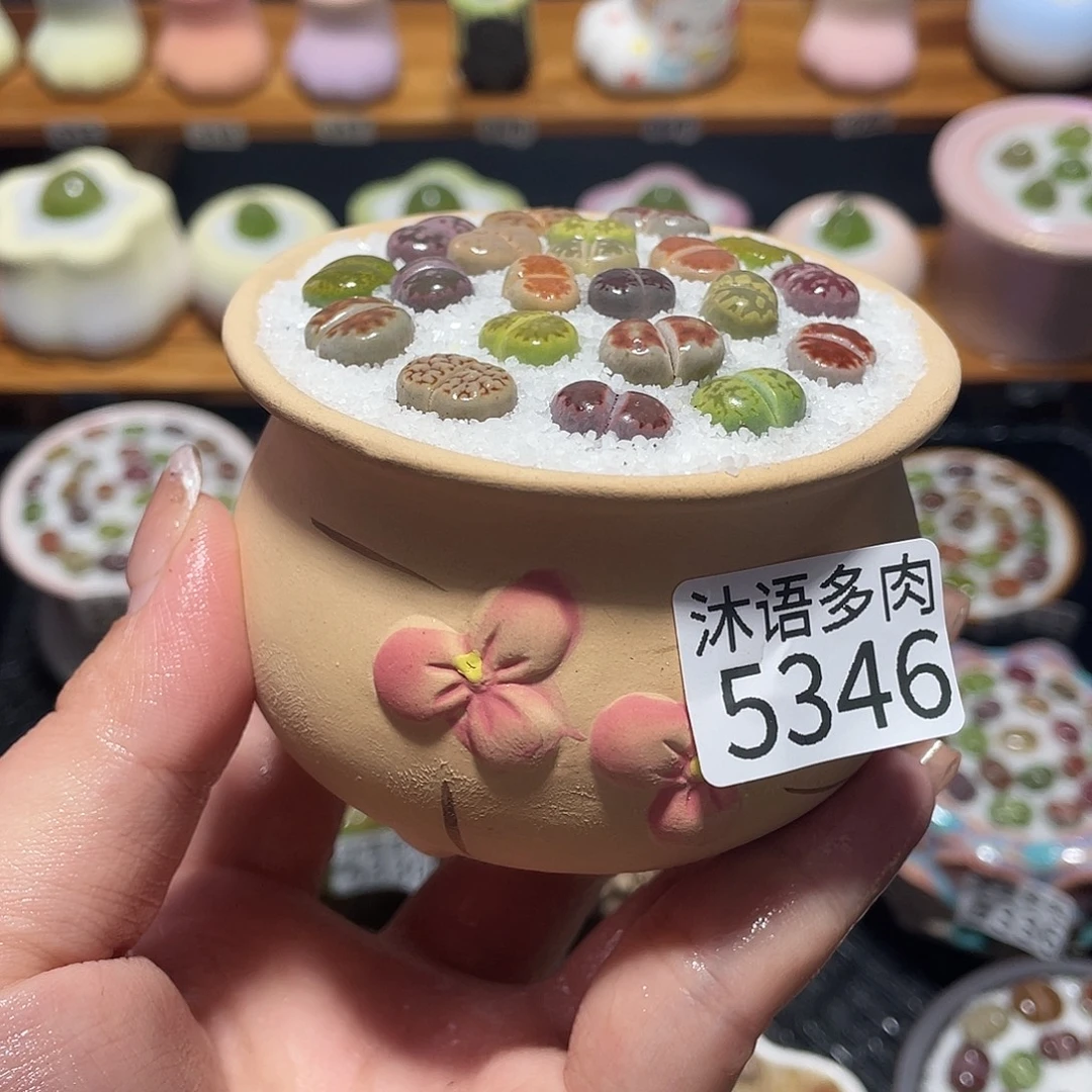 带盆土植物 一物一拍5346