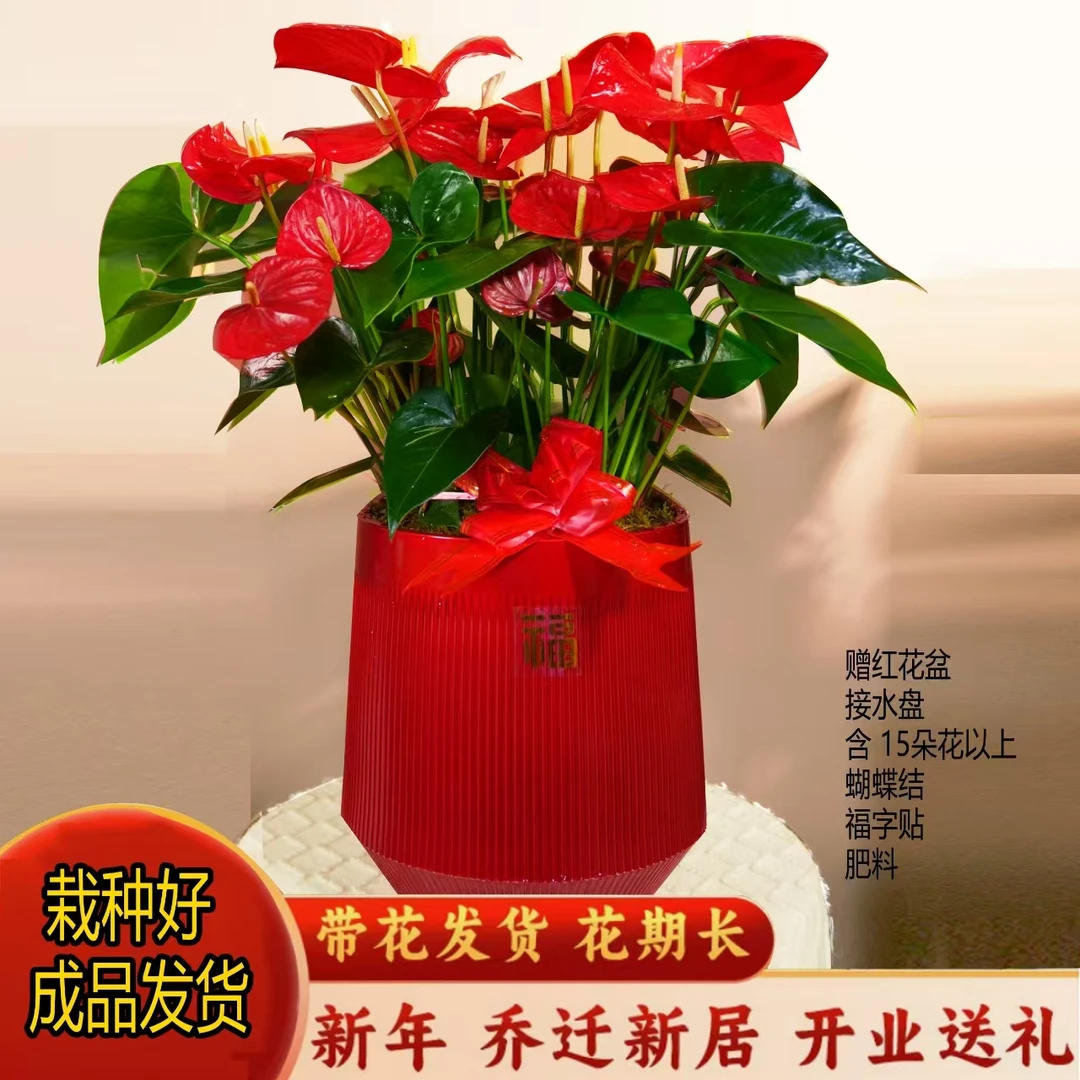 【红掌年宵花】室内客厅好养喜庆绿植盆栽吸甲醛净化空气