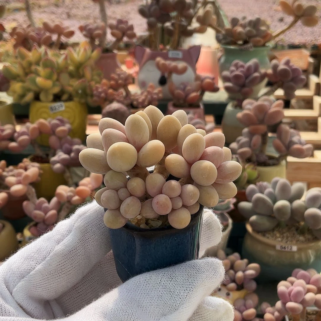 包***蛋多肉植物的生长发育