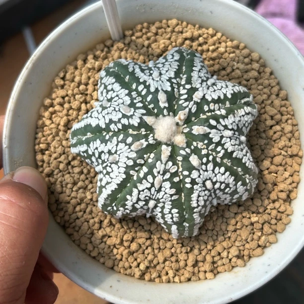 园艺仙人球/兜/实生海星体超兜/s552