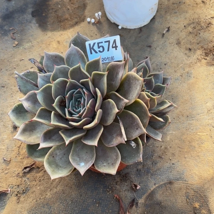 瑞妈，，，，。。574。多肉