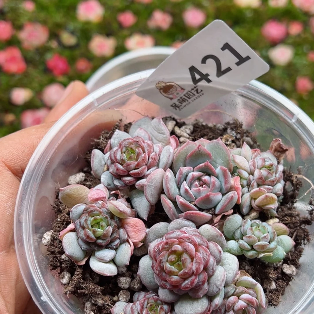 多肉植物多肉植物