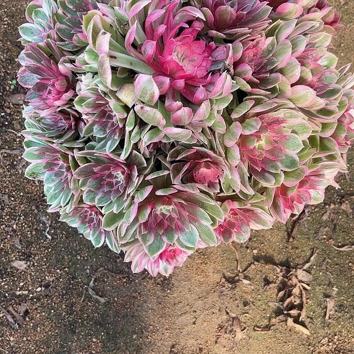 多肉植物孔雀翎锦…………