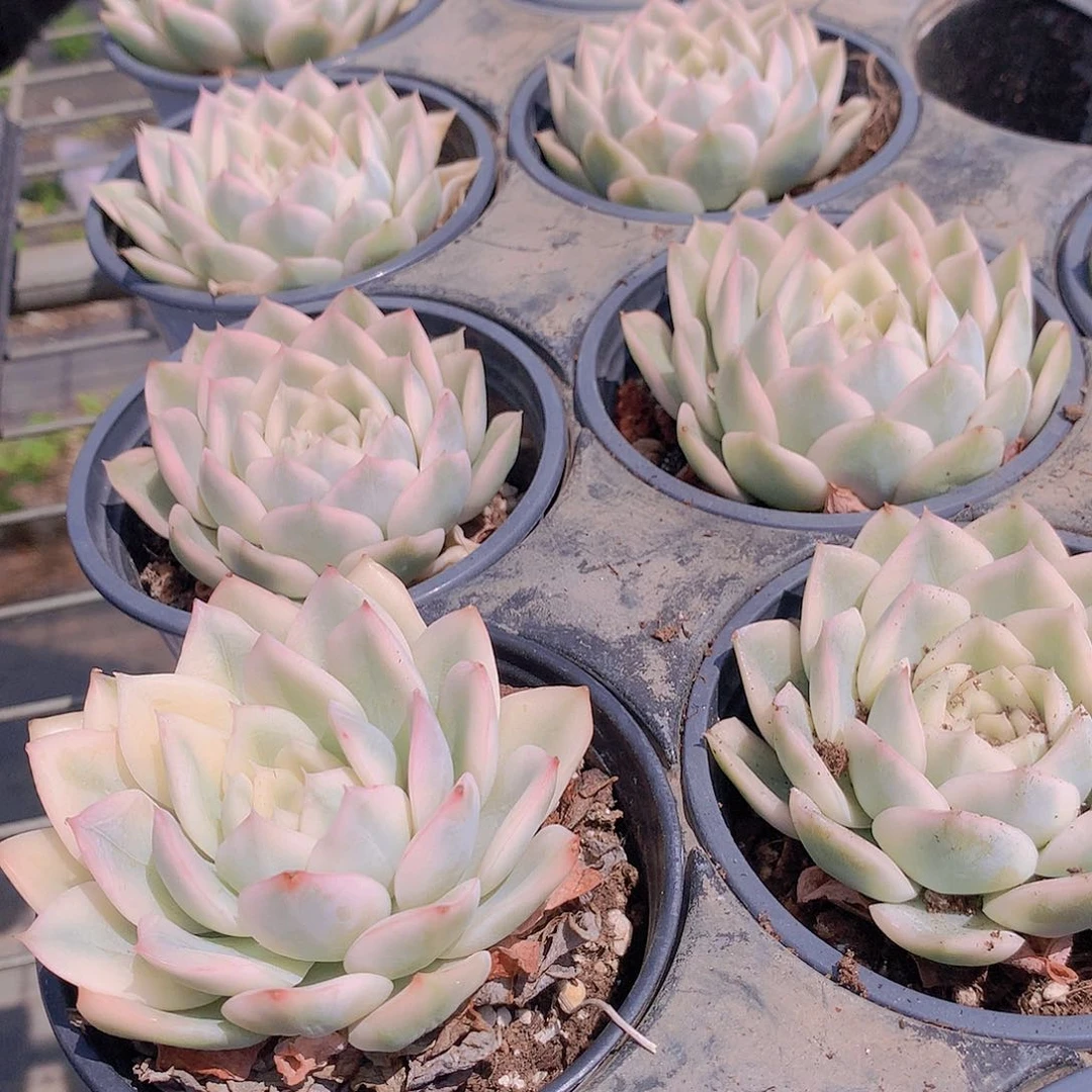 月亮仙子锦35678999900