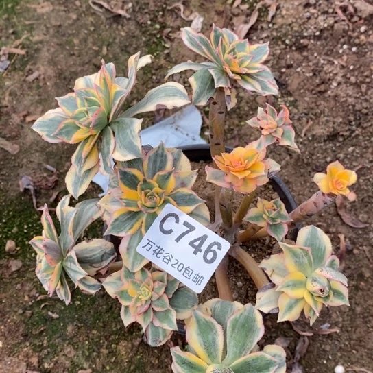 746灿烂多肉植物