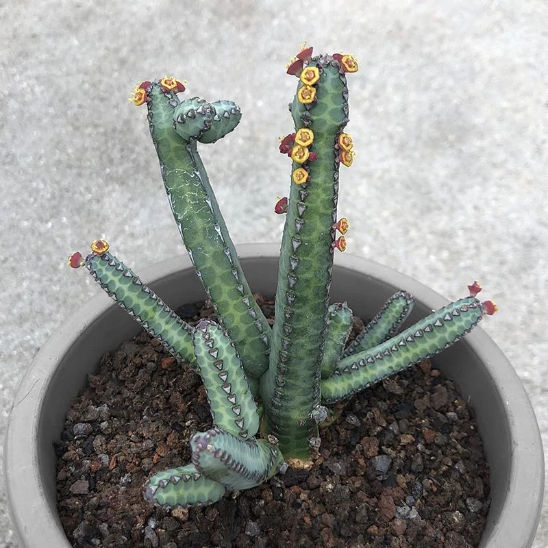 桃太郎仙人球开花植物组合盆栽（满19元包邮）