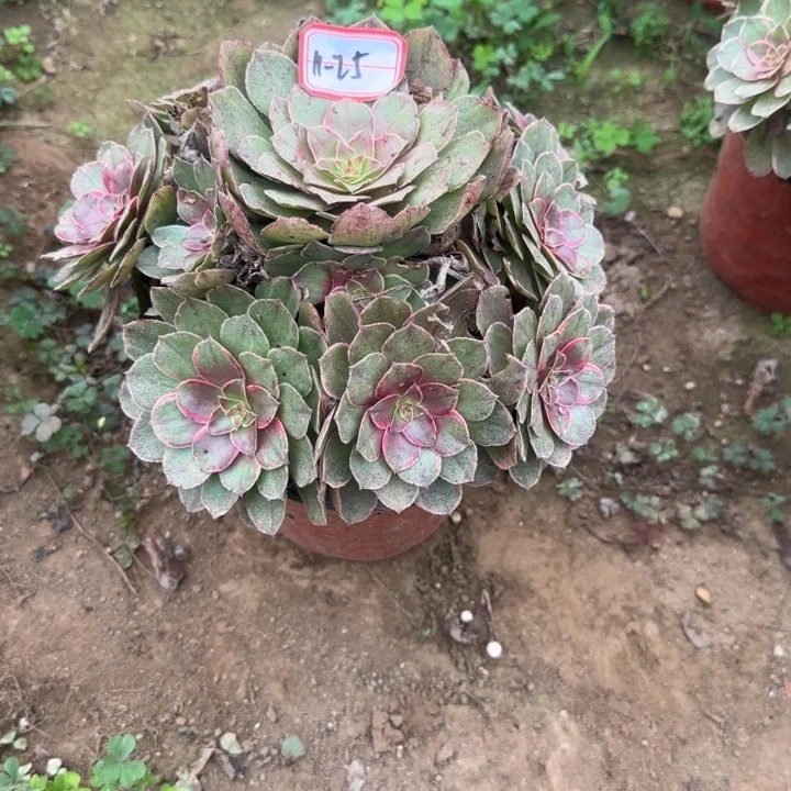 11-25莲花座不包断肢