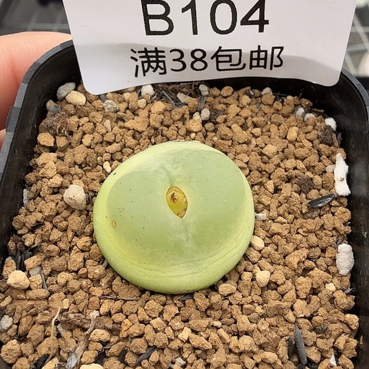 拉登2.2厘米 带盆发