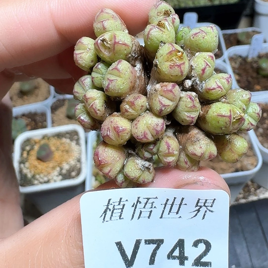 742盒多肉植物哇c g