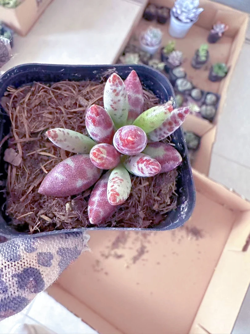 梅花鹿水泡  多肉植物 （满9.9元包邮发货）