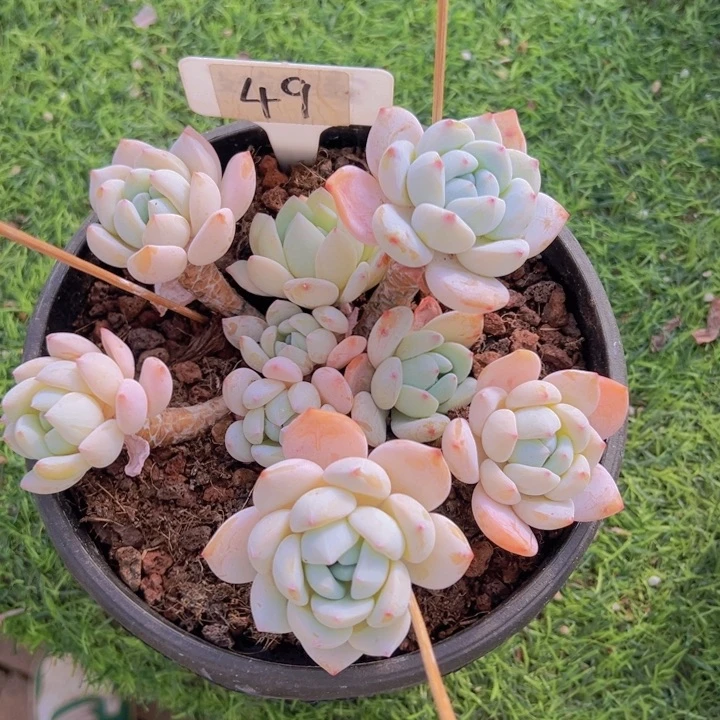 健健康康平平安安