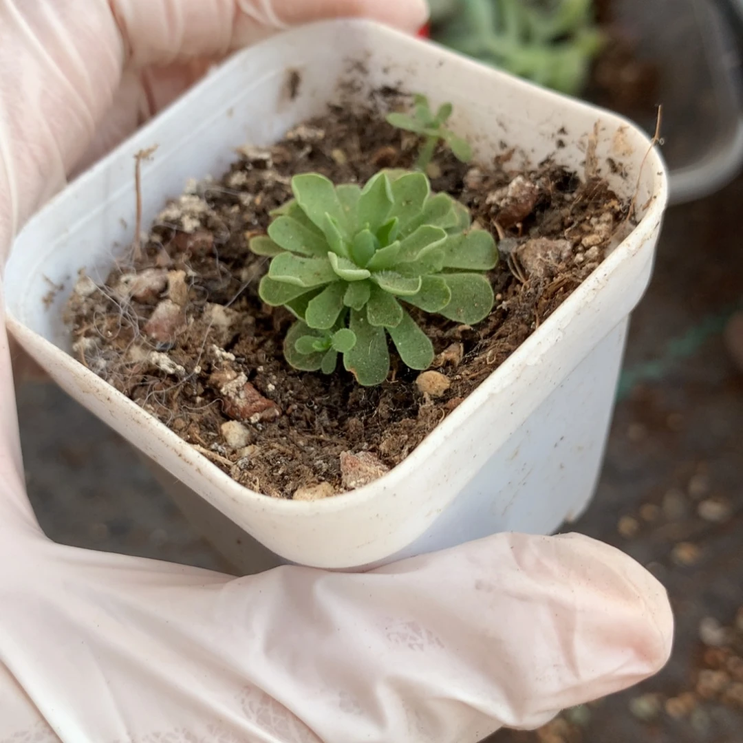 捕虫槿和高后给哈更尴尬