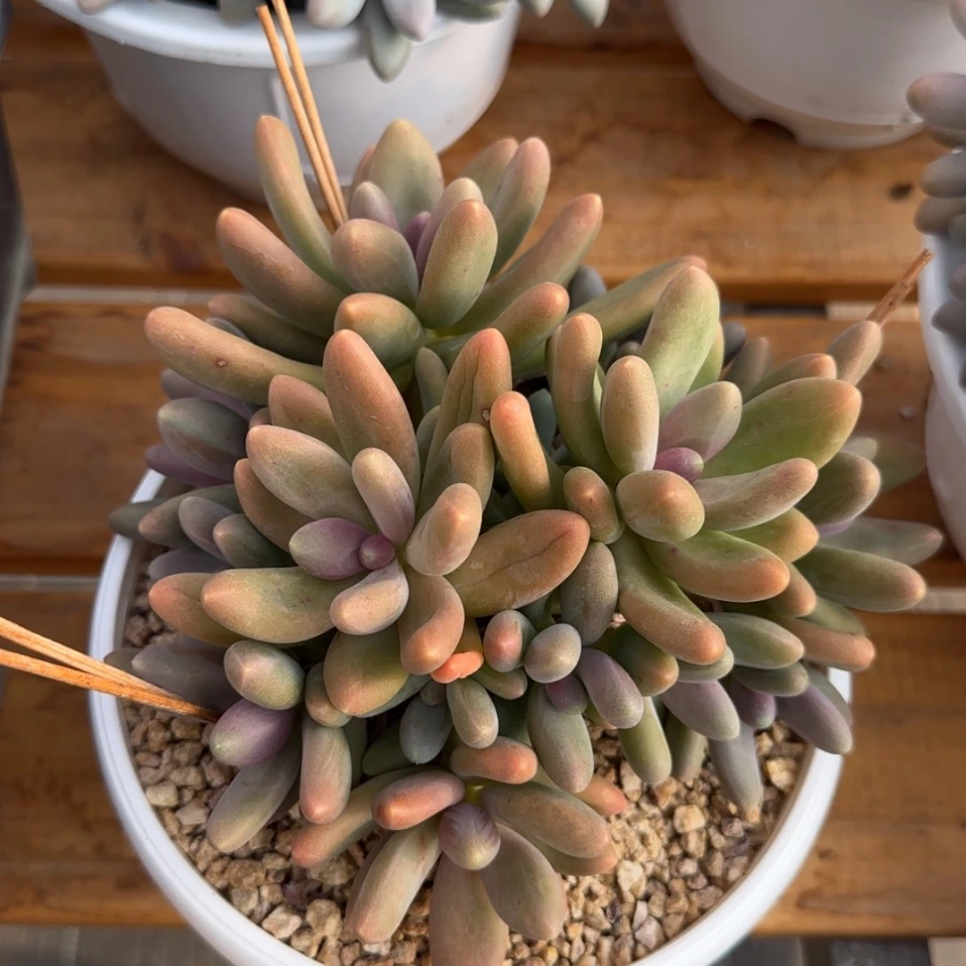 多肉植物一物一拍