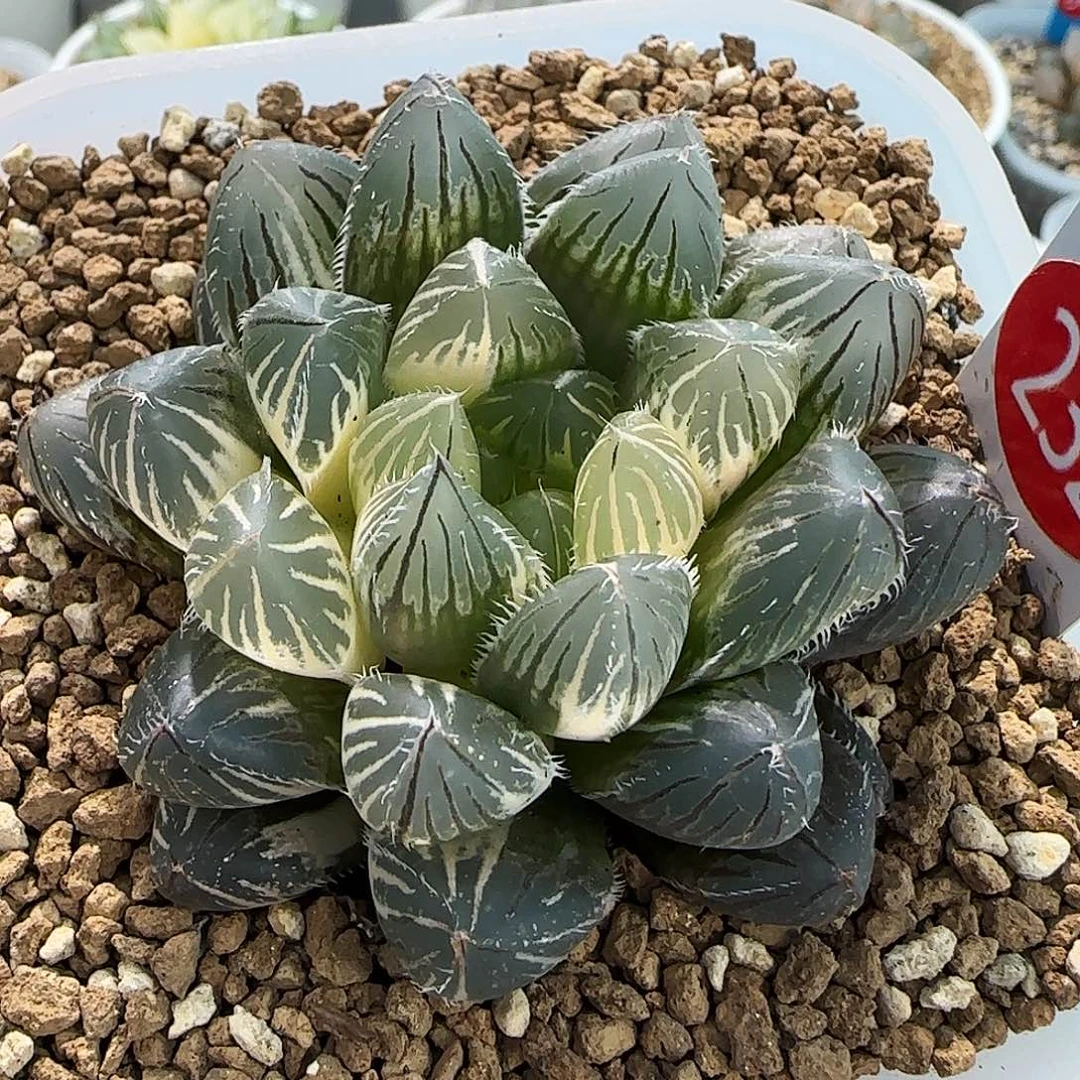 232号秋祭玉露锦6左右一物一拍带盆