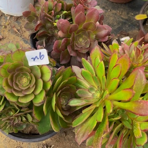 三科朵朵缀多肉216多肉不包断