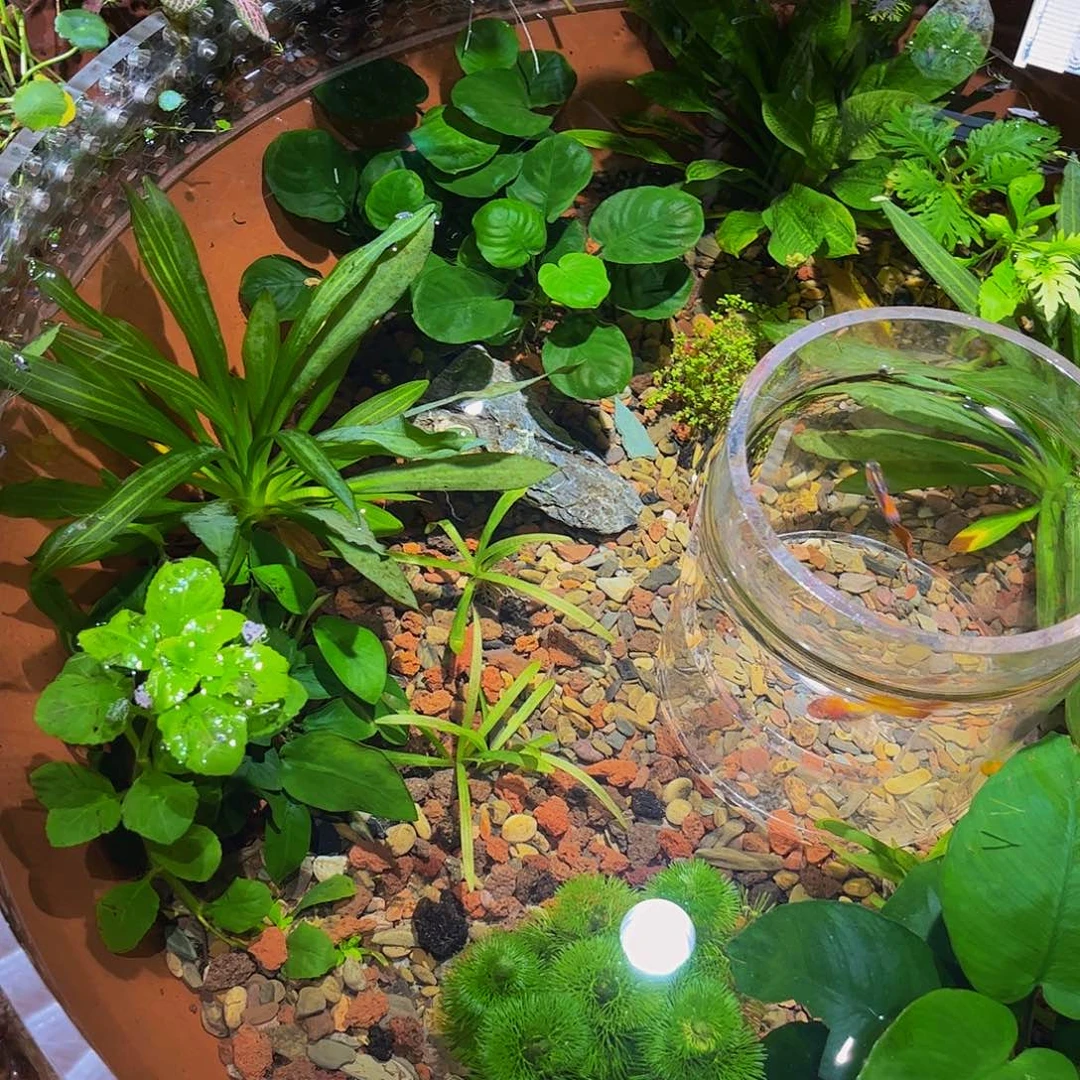 幽***园塑料水草套餐组合