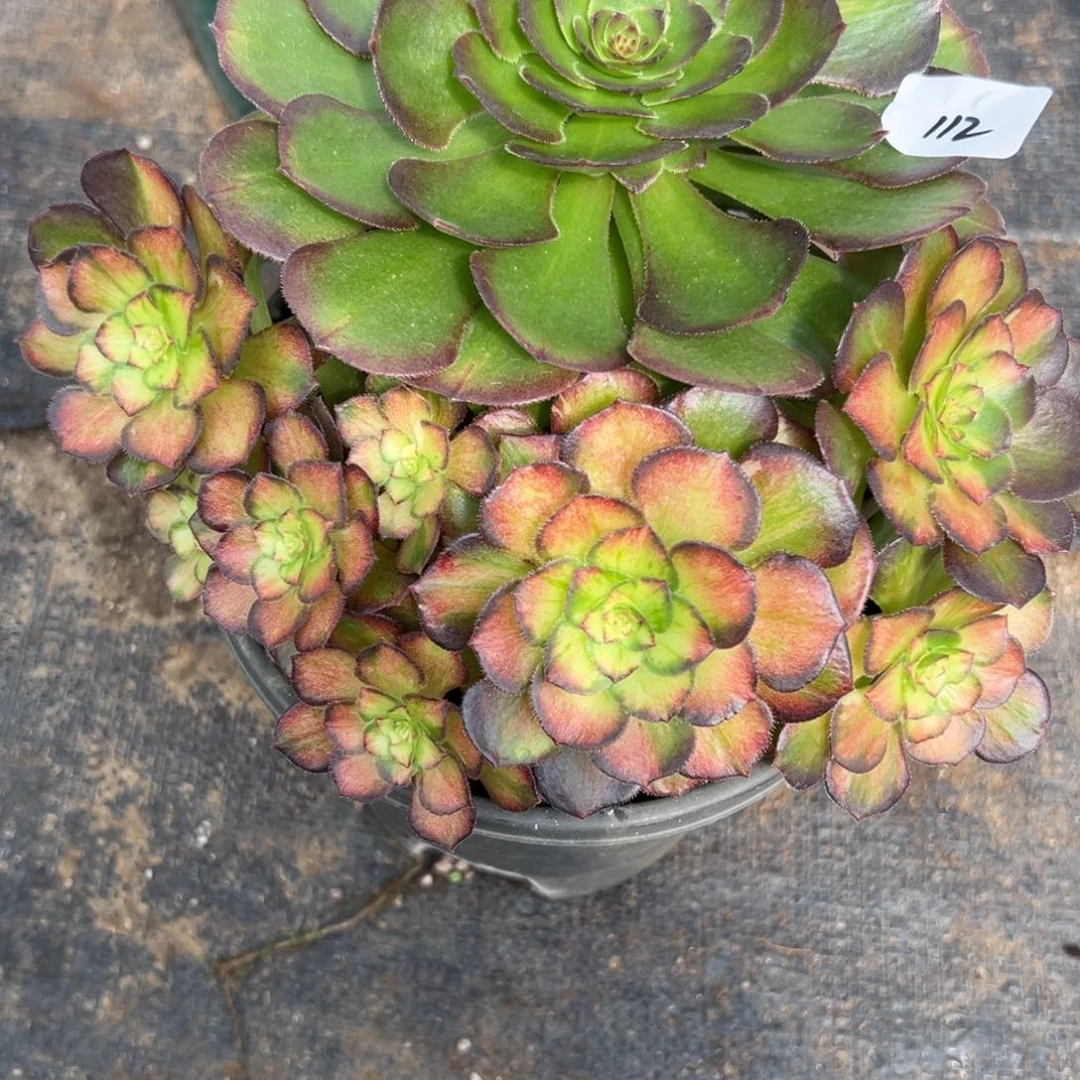 112海王七彩多肉植物