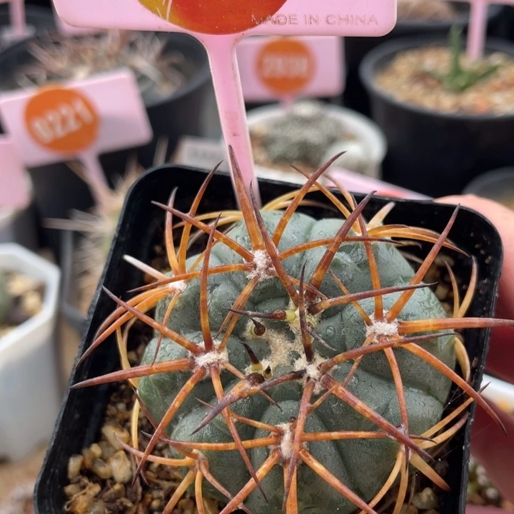 实生狂刺天平0341