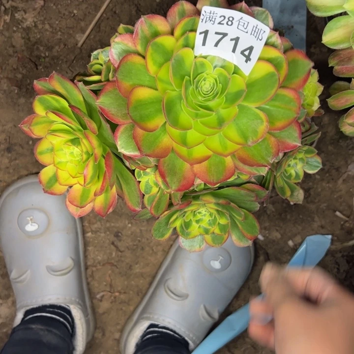 小**奶1714奶白多肉植物