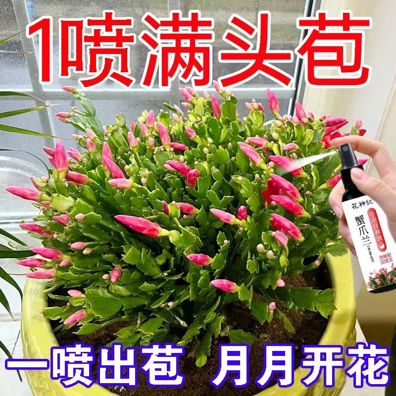 蟹爪兰专用营养液防烂根拯救黄叶通用型室内浓缩型液体肥促花开花