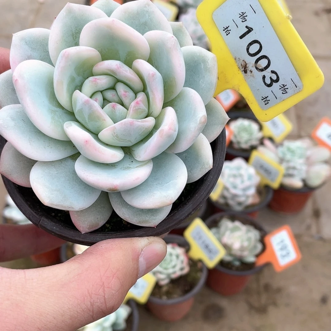 【闪购商品】1003号