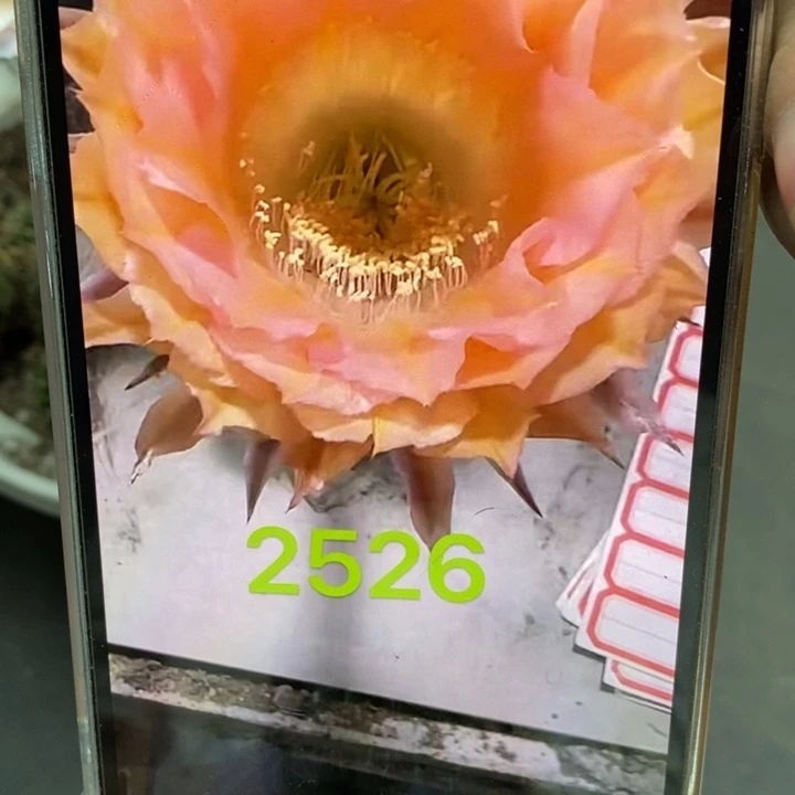 香香2526侧芽4公分左右
