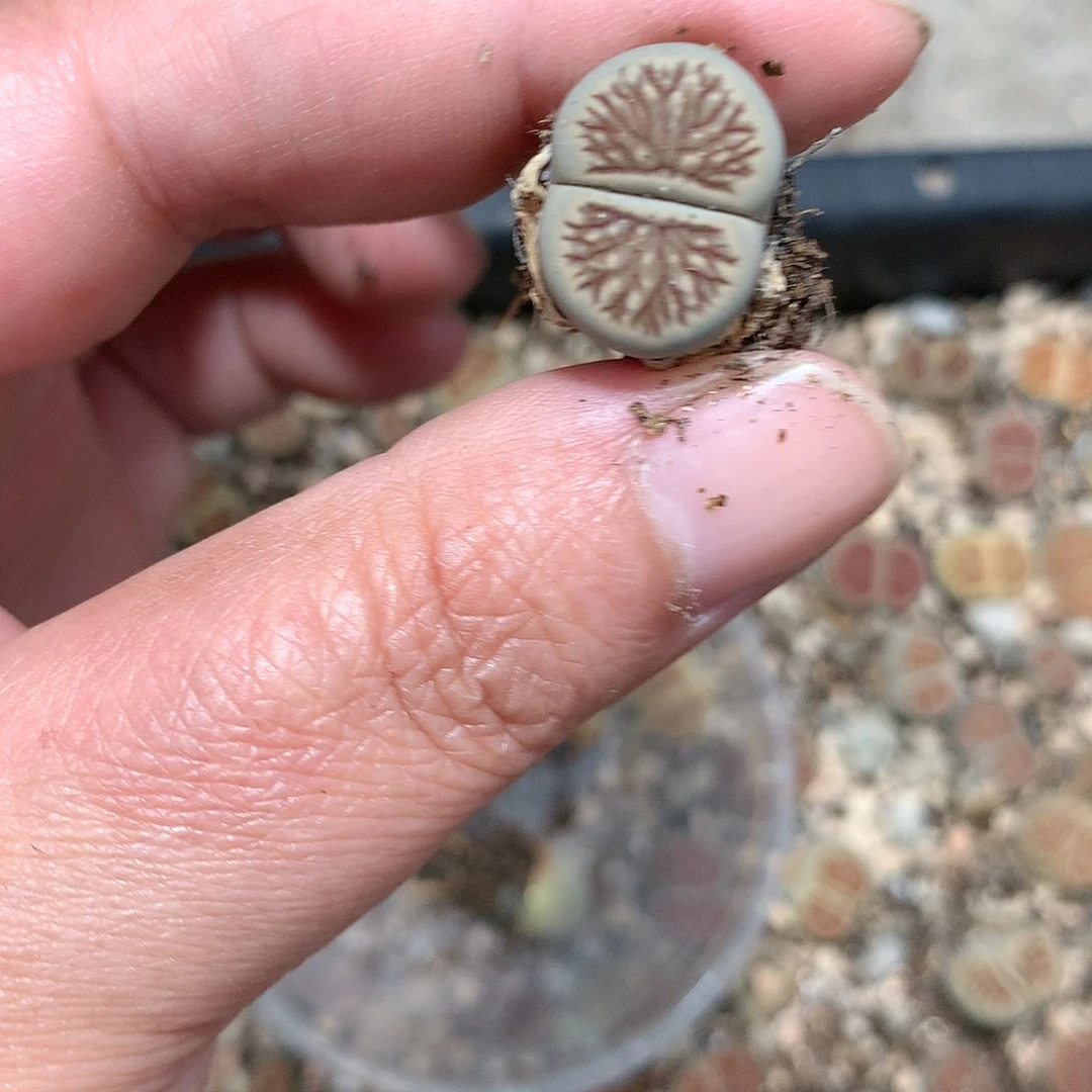 且****8K369多肉植物保护