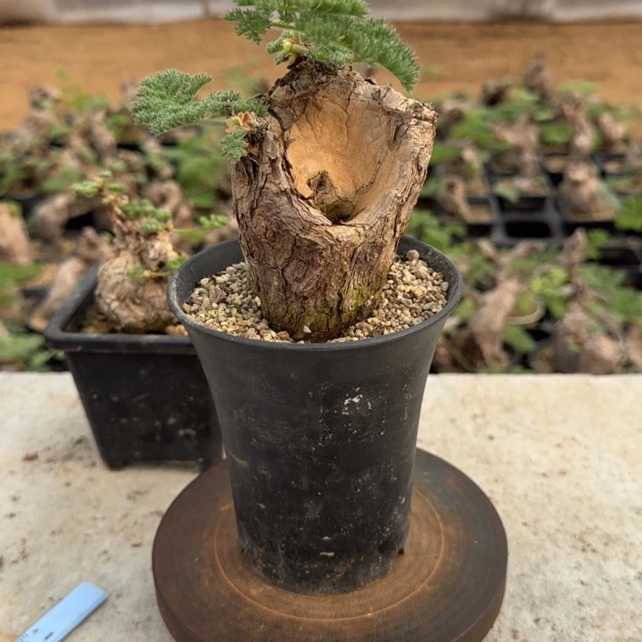 72枯木洋葵块根植物
