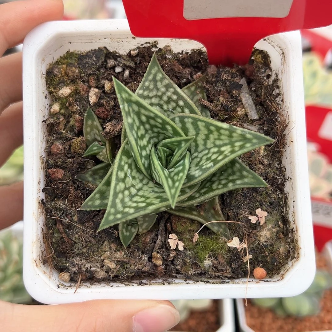 81号基带芦荟锦多肉植物
