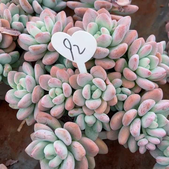 93洛神平平安安健健康康